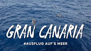 Gran Canaria  Ausflug auf´s Meer  Beobachtung von Delfinen [upl. by Anhpad]