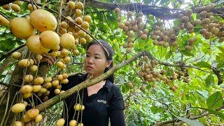 Harvesting Pearls in the Deep Forest Bringing to the Market for Sale  Farmers Life  Ma Thi Di [upl. by Joon]