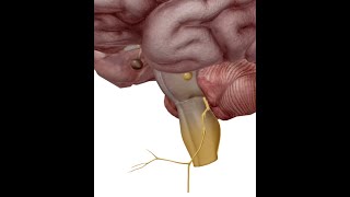 ANATOMIE FMPM LE NERF GLOSSOPHARYNGIEN IX [upl. by Bahe351]