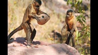 The Experiment That Taught Monkeys How to Use Money  Freakonomics [upl. by Gabriel11]