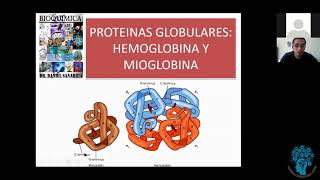 Proteínas Globulares  Hemoglobina y Mioglobina [upl. by Sonaj590]