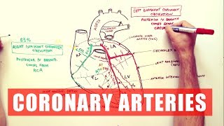 Coronary Arteries  Anatomy Tutorial [upl. by Stu]