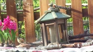 Oiseaux divers et la petite cabane musicale 🐦🎶🎸💚 2024 ASMR so cute too cute N° 1 [upl. by Derwood]