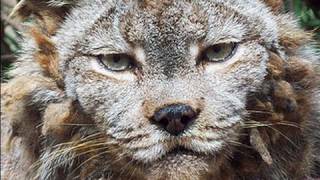 CANADIAN LYNX gets a haircut [upl. by Felise]