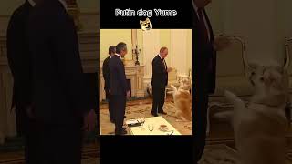 Putin dog putin dog doglover [upl. by Anippesuig559]