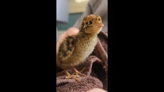 Hatching Shop  Store Bought Quail Eggs [upl. by Sik]