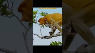 “Familia Salvaje Mono de Probóscide y su Cría en Acción” animals viral viralvideo viralshorts [upl. by Hyacinthia]