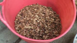 Crack And Process Hickory Nuts [upl. by Cullan95]