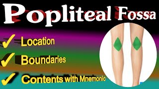 popliteal fossa anatomy  mnemonic [upl. by Haland608]