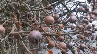 Mispel Medlar 2018 Mespilus germanica [upl. by Schofield91]