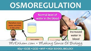 Excretion  ADH and Homeostasis  GCSE Biology 91 [upl. by Heindrick]