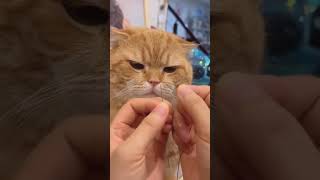 cat eyeball and thread cat kittycomedy funny kitty comedy cutecomedy shaababies [upl. by Ferriter]