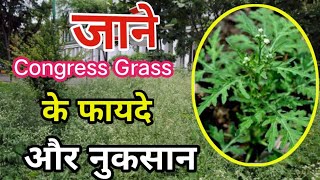 Congress grass या गाजर घास के फायदे।। organic farming [upl. by Garth761]