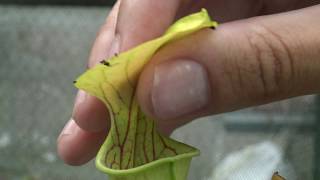 Carnivorous Plants Swallowing Worms [upl. by Evslin]