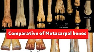 تشريح عملى 🐎 Comparative of Metacarpal bones 🐫 الفرقة الأولى 🐇 كلية الطب البيطرى 🦁 Anatomy 🦡 [upl. by Asseneg816]