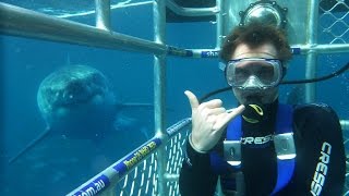 Great White Shark Cage Diving Adventure in Neptune Islands Port Lincoln South Australia [upl. by Arelc516]