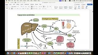 Comprehensive Guidelines of dyslipidemia part 1 biochemistry hypertriglyceridemia [upl. by Ahsieki]