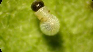 Monarch Caterpillar Hatching from Egg [upl. by Havelock]