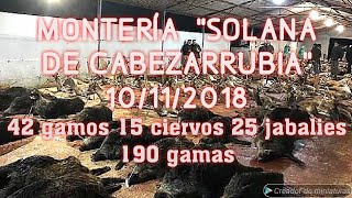 Monteria en Solana de Cabezarrubia Extremadura Badajoz 10112018 [upl. by Sokil979]