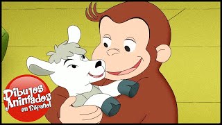 Jorge el Curioso en Español 🐵El Negocio de Jorge y Allie 🐵 Capitulos completos del Mono Jorge [upl. by Gayn557]