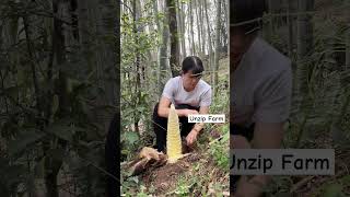 Girl Unzip Big Bamboo Shoot farming amazing bamboo viral fruit wildlife farmlife [upl. by Yesdnik65]