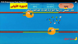 تفاعل البلمرة المتسلسل PCR [upl. by Aiciruam]