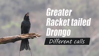 Greater Racket tailed Drongo different calls and sounds IndianBirdVideos [upl. by Savanna]