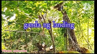 lumapit agad ganda ng landing bird hunting catch and release [upl. by Tannen]