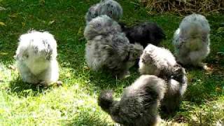 My Blue and Splash Silkie Chickens Landscape the Yard [upl. by Areid922]