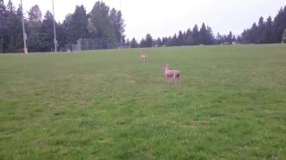 Italian Greyhound runs across field twice REALLY FAST Qualicum Beach [upl. by Sproul]