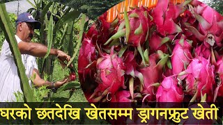 घरको छतदेखि खेतसम्म ड्रागनफ्रुट खेती  Dragon fruit farming in Nepal  dragon kheti [upl. by Damiani95]