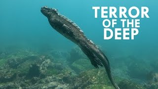 Marine Iguanas are like Baby Godzillas [upl. by Ellocin774]