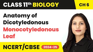 Anatomy of Dicotyledonous and Monocotyledonous Leaf  Class 11 Biology Chapter 6  CBSE 202425 [upl. by Hazmah]