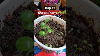 Grow Stock From Seeds How to sow Stockमैथिओला को बीज से लगाएStock Seeds Germination Day 12stock [upl. by Berfield]