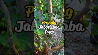 Pruning jaboticabajaboticaba to open up the bottom trunks to get sunlight [upl. by Sudnor]