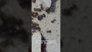 Acanthomyrmex thailandensis  Reserviert  Antbaron [upl. by Irahcaz]