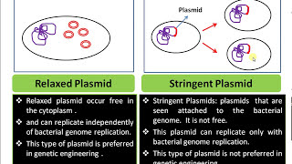 Definition of Plasmid Relaxed Plasmid vs Stringent Plasmid Functions of Plasmid in Bacterial cell [upl. by Mailli]