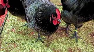 Australorp bleu liseré Expo Avicole Strasbourg 2017 [upl. by Anirazc]