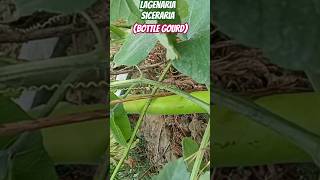 Bottle gourdLagenaria sicerariaclimbers of my terracegarden olericulturehorticulturegardening [upl. by Savihc]