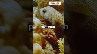 These fish are full of surprises🐡 PufferfishFacts OceanOddities MarineLife Wildlife NatureFact [upl. by Alyad]