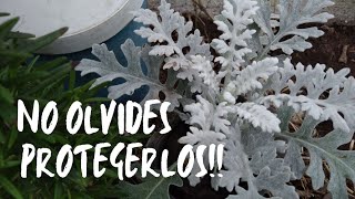 CINERARIA MARITIMA Y NUESTROS MINI INVERNADEROS PARA LOS PLANTINES ☺️🌱🍅🌽🍏🌻🍉🌸 [upl. by Pelagia]