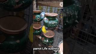 Budgies parrots🦜 best breeding🥚 tips🤩💯birdsbudigeslovebirds birdslovertrendingvideonewtrend [upl. by Orna]