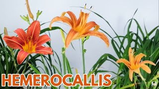 hemerocallis cuidados reproduccion CHUYITO JARDINERO [upl. by Airret]