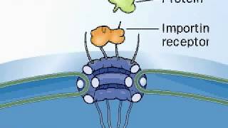 Importin  Karyopherin  Nuclear Localization Sequences NLS  Nuclear Protein Import Cycle [upl. by Aratehs600]