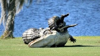 Alligators fight on Florida golf course [upl. by Martine873]