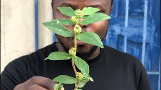 Secrets about This plant Euphorbia hirta you need to know [upl. by Asim]