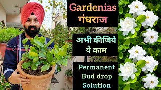 Gardenia plant care fertilizer Gardenia Permanent bud drop solution अभी कीजिये गंधराज पर ये एक काम [upl. by Olympium434]