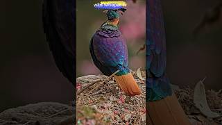 the himalayan monal viral shorts [upl. by Yrtneg]