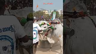 Ongole bulls racing [upl. by Nerro]