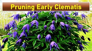 Pruning Early Flowering Clematis  type 1  Clematis alpina [upl. by Claretta206]